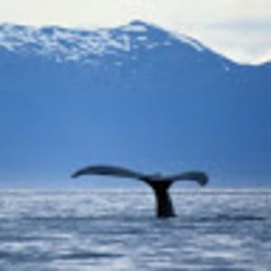 Meet your Posher, Sue